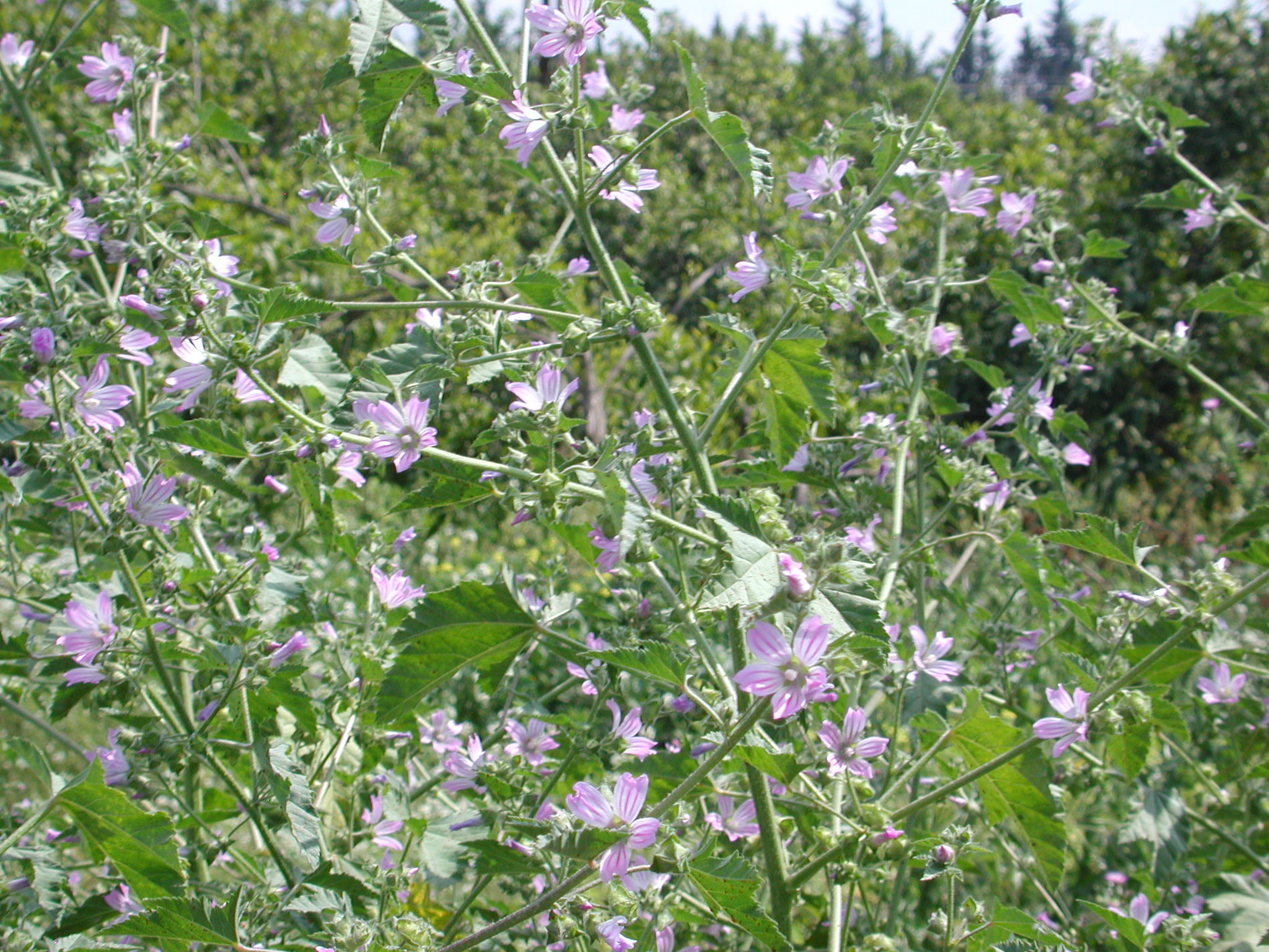 Malva sylvestris L.